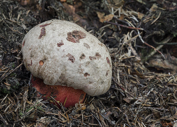 hríb úhľadný horský Rubroboletus rubrosanguineus (Cheype) Kuan Zhao & Zhu L. Yang