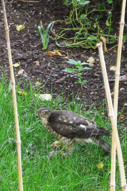 jastrab krahulec Accipiter nisus