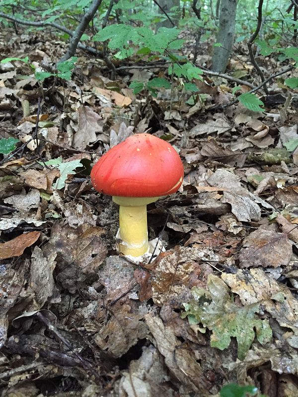 muchotrávka cisárska Amanita caesarea (Scop.) Pers.