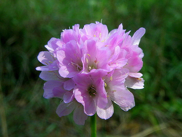 trávnička obyčajná Armeria vulgaris Willd.