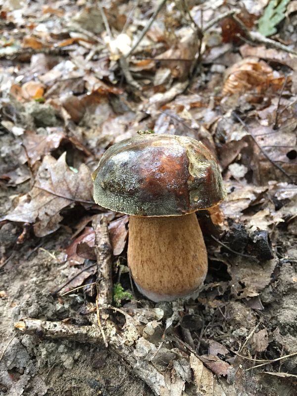 hríb bronzový Boletus aereus Bull. ex Fr.