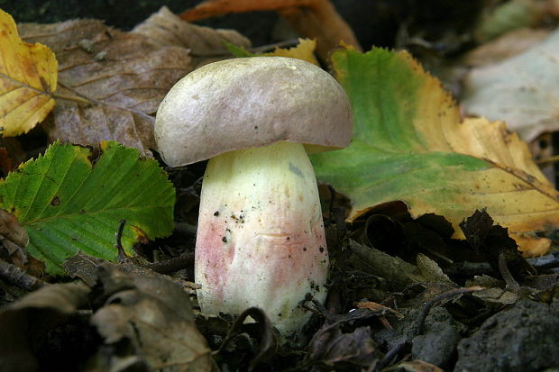 hríb nádherný Butyriboletus fuscoroseus (Smotl.) Vizzini & Gelardi