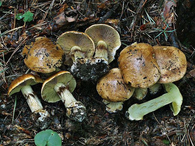 pavučinovec červenohnedý Cortinarius russeus Rob. Henry