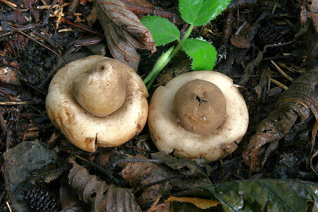 hviezdovka strapkatá Geastrum fimbriatum Fr.