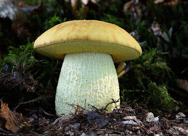 kozák žltopórový Leccinellum crocipodium (Letell.) Della Maggiora & Trassinelli