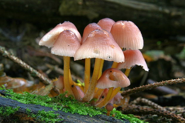 prilbička žltohlúbiková Mycena renati Quél.