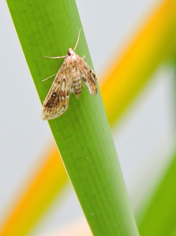 vijačka močiarna  Parapoynx stratiotata