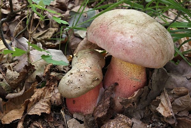 hríb Le Galovej Rubroboletus legaliae (Pilát & Dermek) Della Maggiora & Trassin.