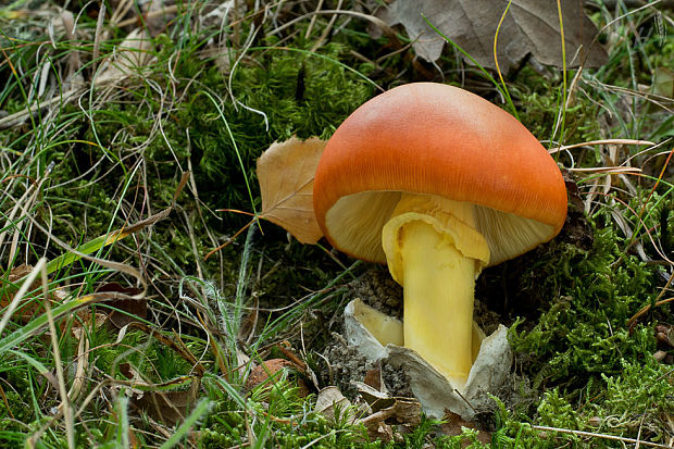 muchotrávka cisárska Amanita caesarea (Scop.) Pers.