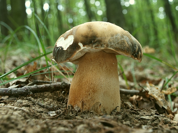 hríb bronzový Boletus aereus Bull. ex Fr.