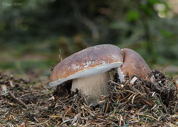 hríb smrekový Boletus edulis Bull.