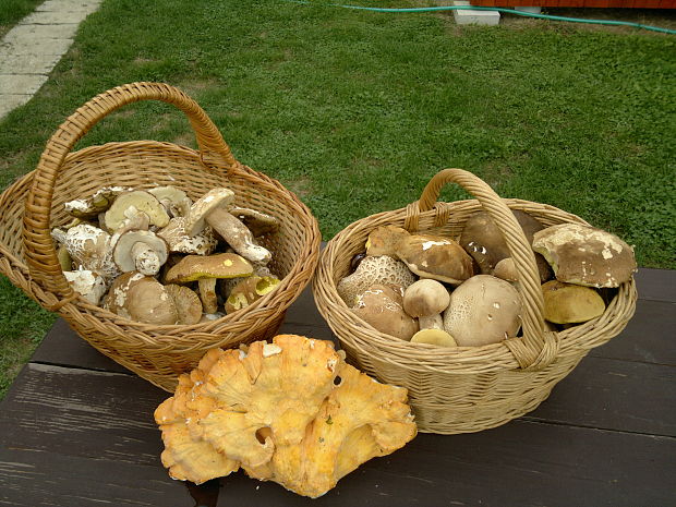 hríb dubový + iné Boletus reticulatus Schaeff.