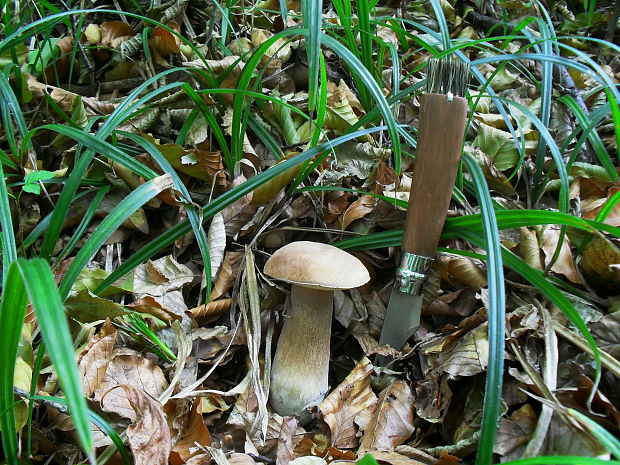 hríb dubový Boletus reticulatus Schaeff.