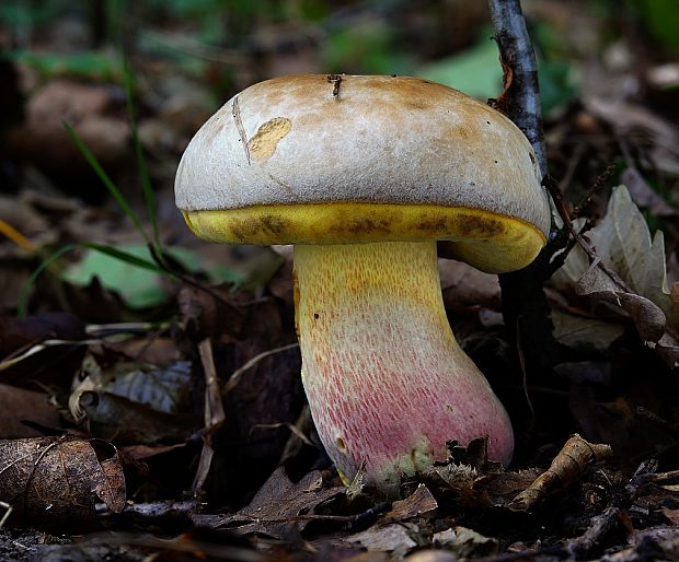 hríb striebristý Butyriboletus fechtneri (Velen.) D. Arora & J.L. Frank