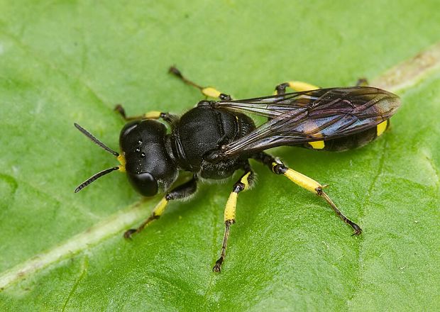 kutavka Ectemnius cf.continuus