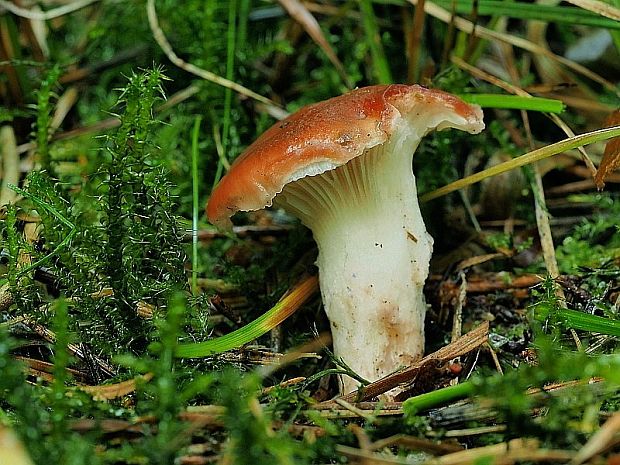 sliziak ružový Gomphidius roseus (Fr.) Oudem.