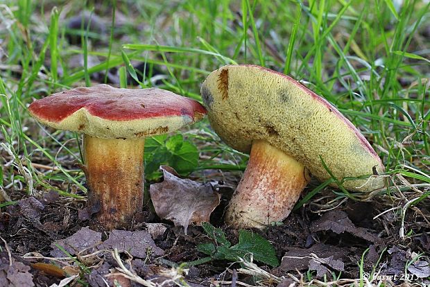 suchohríb karmínový Hortiboletus rubellus (Krombh.) Simonini, Vizzini & Gelardi