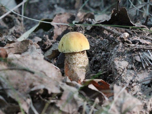 kozák žltopórový Leccinellum crocipodium (Letell.) Della Maggiora & Trassinelli