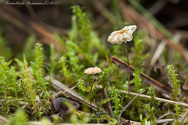 tanečnica travinná Marasmius graminum (Lib.) Berk.