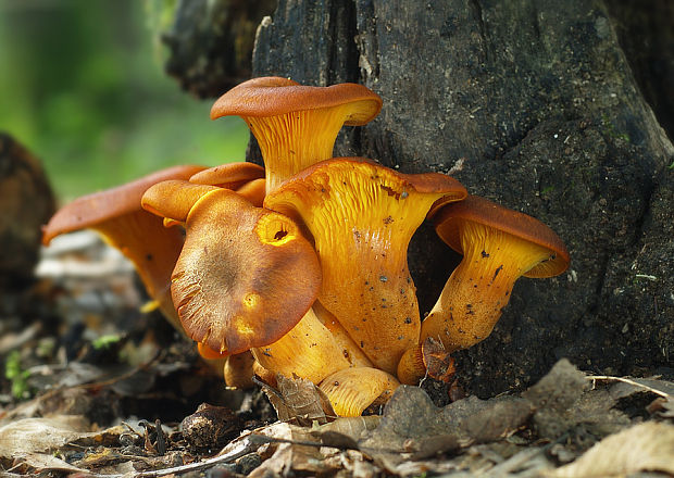 kališník hnedooranžový Omphalotus olearius (DC.) Singer