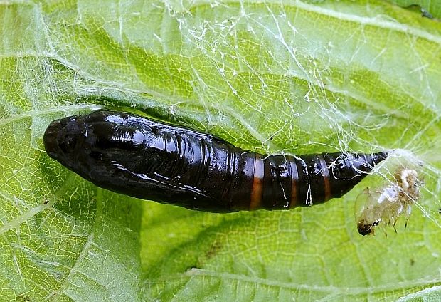 vijačka žihľavová Pleuroptya ruralis