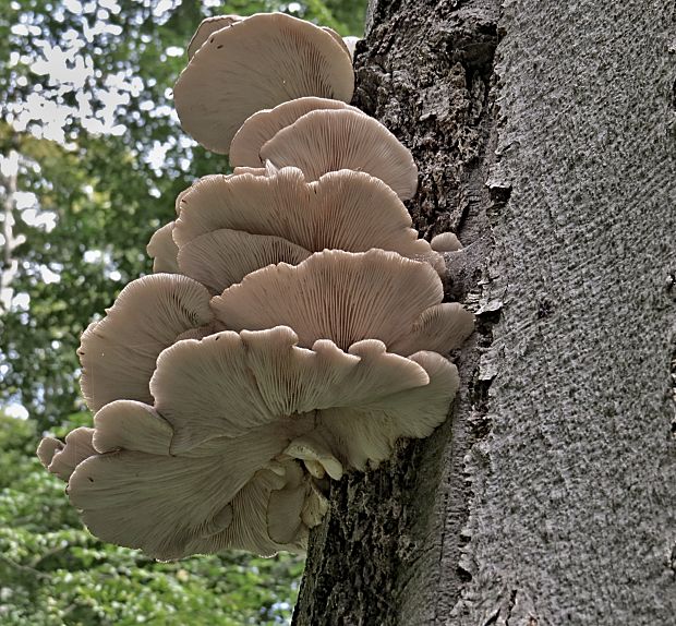 hliva ustricovitá Pleurotus ostreatus (Jacq.) P. Kumm.