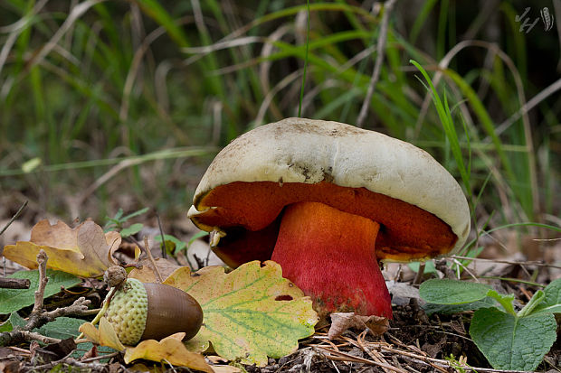 hríb satanský Rubroboletus satanas f. satanas (Lenz) Kuan Zhao & Zhu L. Yang