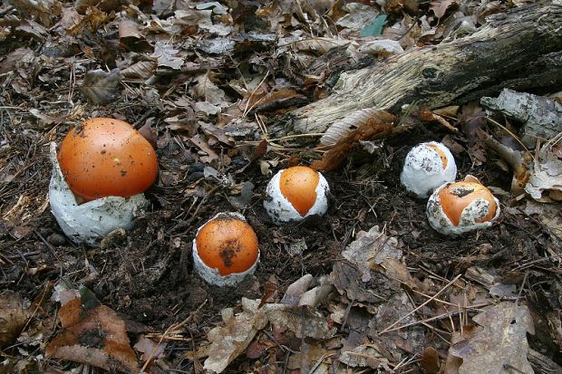 muchotrávka cisárska Amanita caesarea (Scop.) Pers.