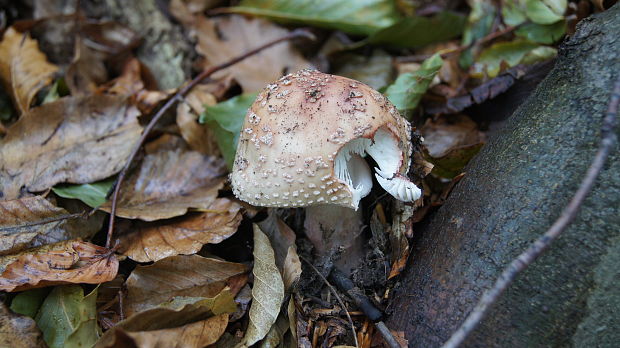 muchotrávka červenkastá Amanita rubescens Pers.