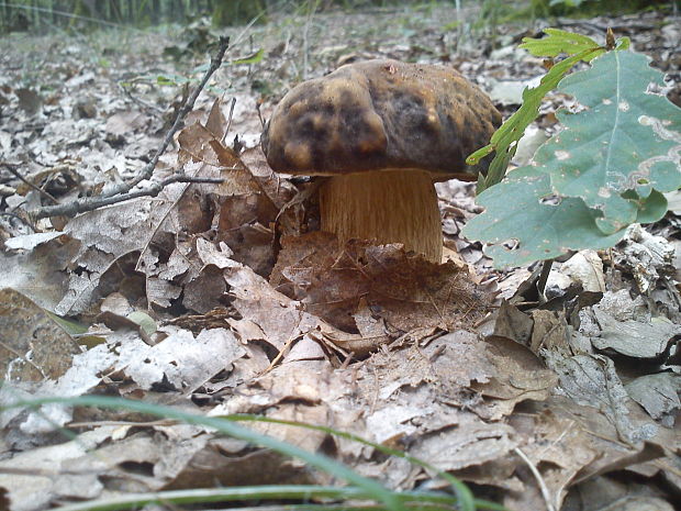 hríb bronzový Boletus aereus Bull. ex Fr.