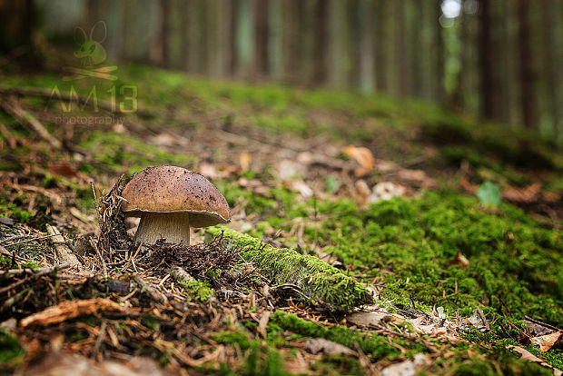 hríb smrekový Boletus edulis Bull.