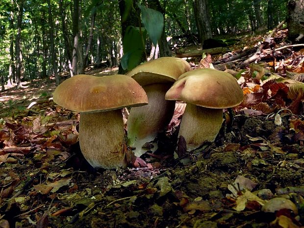 hríb dubový Boletus reticulatus Schaeff.