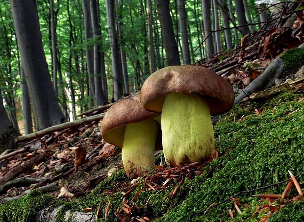 hríb príveskatý Butyriboletus appendiculatus (Schaeff. ex Fr.) Secr.