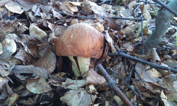 hríb príveskatý Butyriboletus appendiculatus (Schaeff. ex Fr.) Secr.