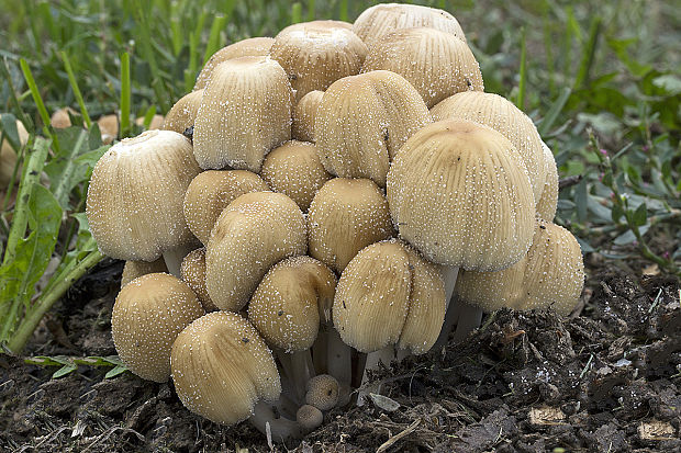 hnojník ligotavý Coprinellus micaceus (Bull.) Vilgalys, Hopple & Jacq. Johnson