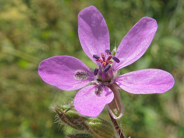 bociannik rozpukovitý Erodium cicutarium (L.) L