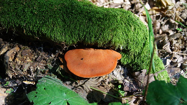 pečeňovec dubový Fistulina hepatica (Schaeff.) With.