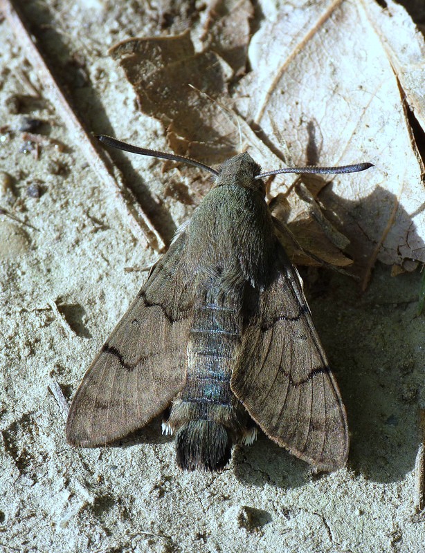 lišaj marinkový Macroglossum stellatarum