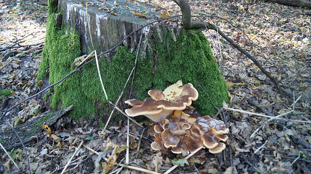 vejárovec obrovský Meripilus giganteus (Pers.) P. Karst.