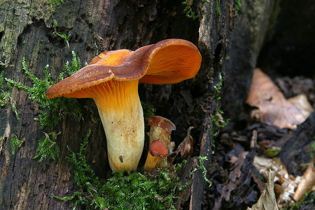 kališník hnedooranžový Omphalotus olearius (DC.) Singer