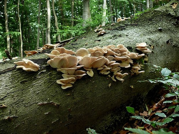 hliva buková Pleurotus pulmonarius (Fr.) Quél.