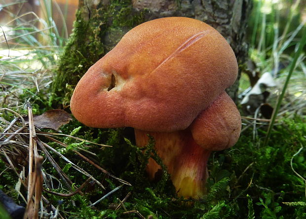 suchohríb marhuľovožltý Rheubarbariboletus armeniacus (Quél.) Vizzini, Simonini & Gelardi