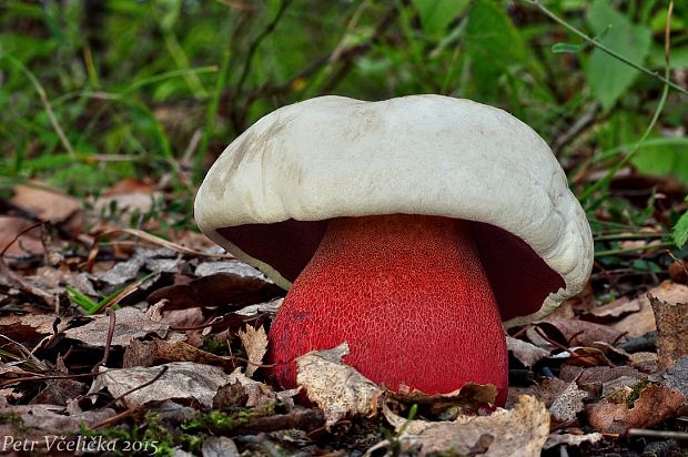 hríb satanský Rubroboletus satanas f. satanas (Lenz) Kuan Zhao & Zhu L. Yang