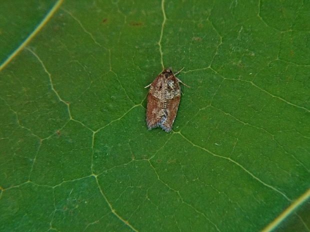 obaľovač pokropený   /   obaleč Acleris sparsana Denis & Schiffermüller, 1775