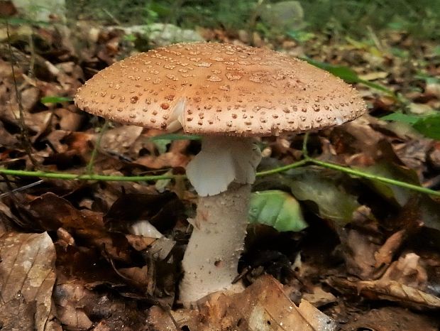 muchotrávka červenkastá Amanita rubescens Pers.