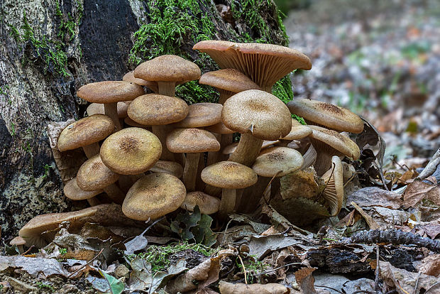 podpňovka bezprsteňová Armillaria socialis (DC.) Fayod