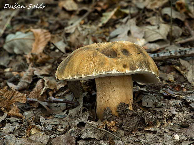 hríb bronzový Boletus aereus Bull. ex Fr.