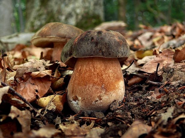 hríb bronzový Boletus aereus Bull. ex Fr.