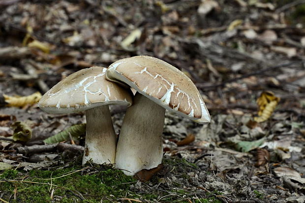 hríb dubový Boletus reticulatus Schaeff.