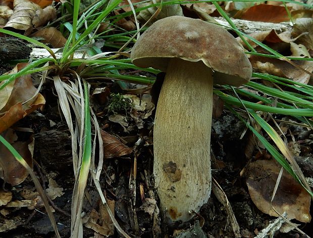 hríb dubový Boletus reticulatus Schaeff.